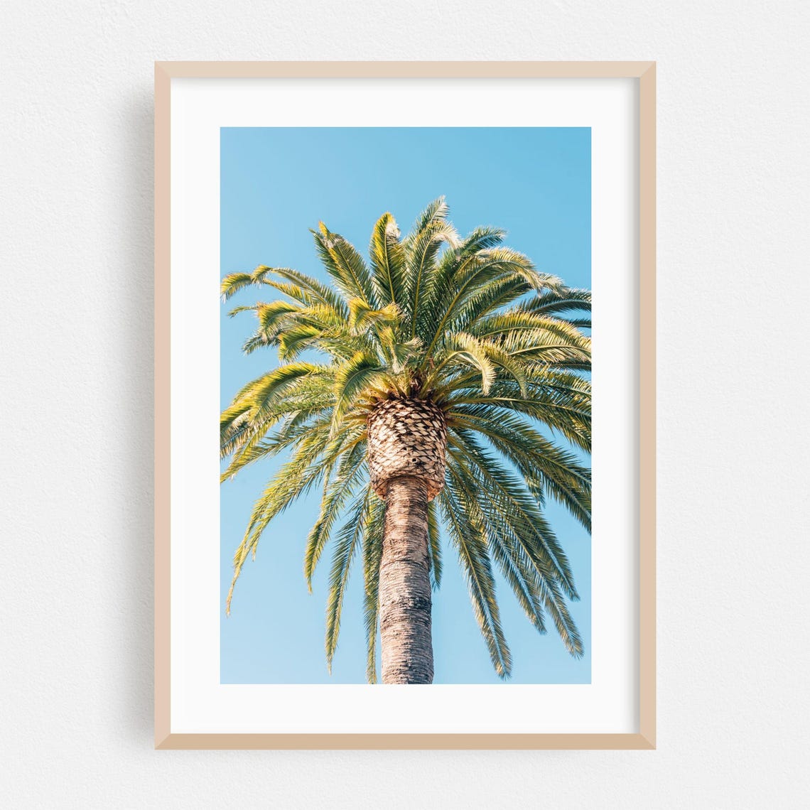 Santa Barbara Palm Tree Blue Sky California Coastal Photo Poster