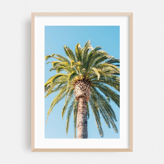 Santa Barbara Palm Tree Blue Sky California Coastal Photo Poster