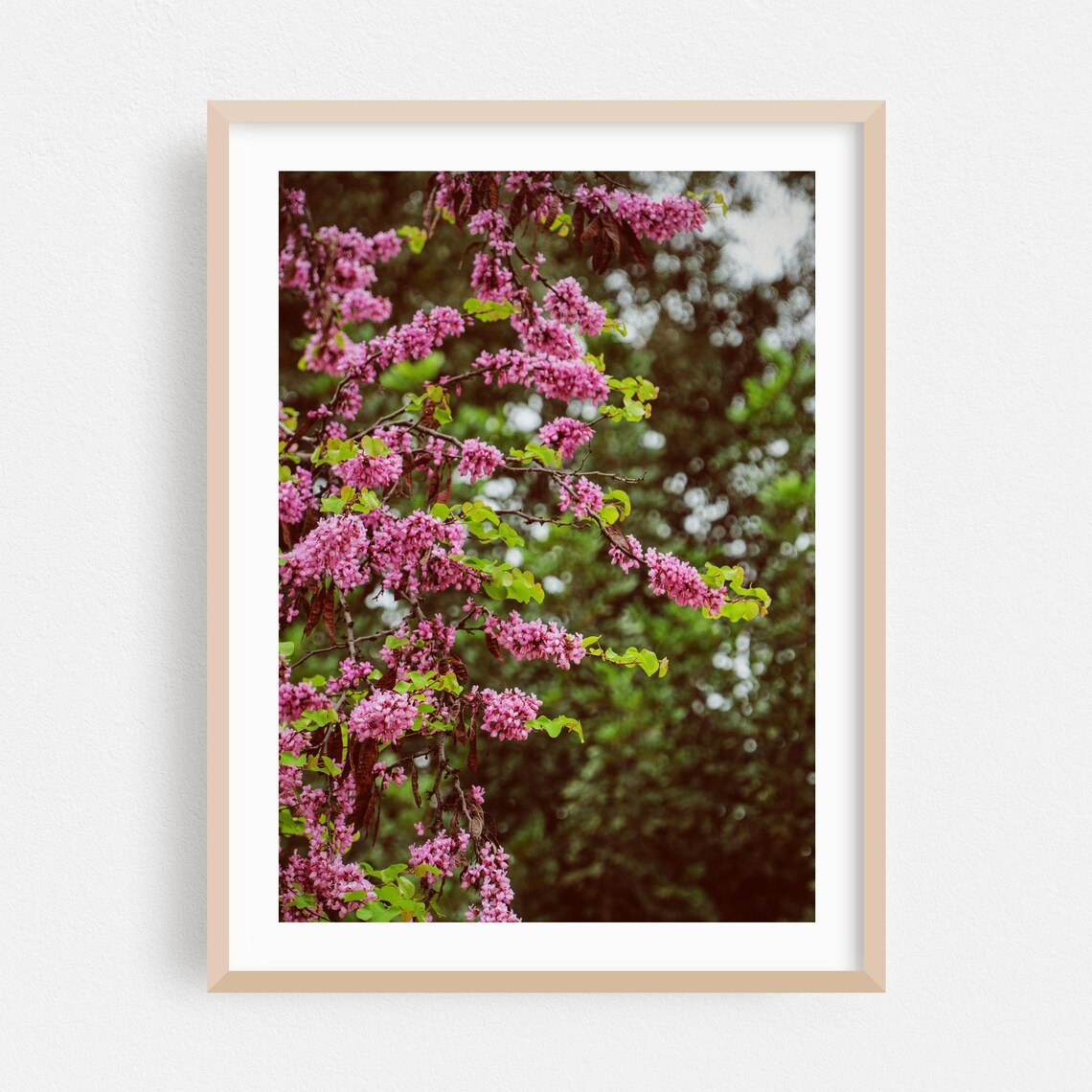 Pink Cherry Blossom Branch Spring Floral Photo Botanical Art Poster