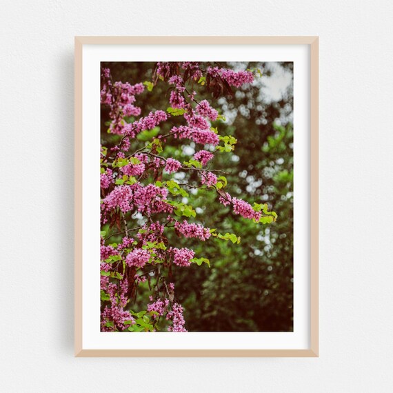 Pink Cherry Blossom Branch Spring Floral Photo Botanical Art Poster