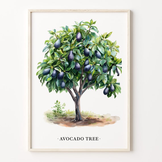 Avocado Tree Art Print Botanical Wall Art Poster Kitchen Decor Avocado Plant Illustration Farmhouse Wall Art C31 527
