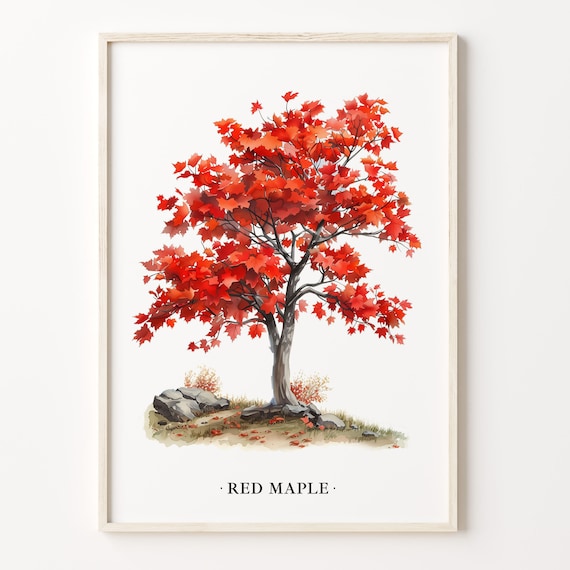 Red Maple Tree Watercolor Autumn Fall Foliage Wall Decor Poster