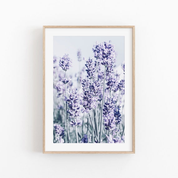 Lavender Landscape Photography Print, France Travel Poster