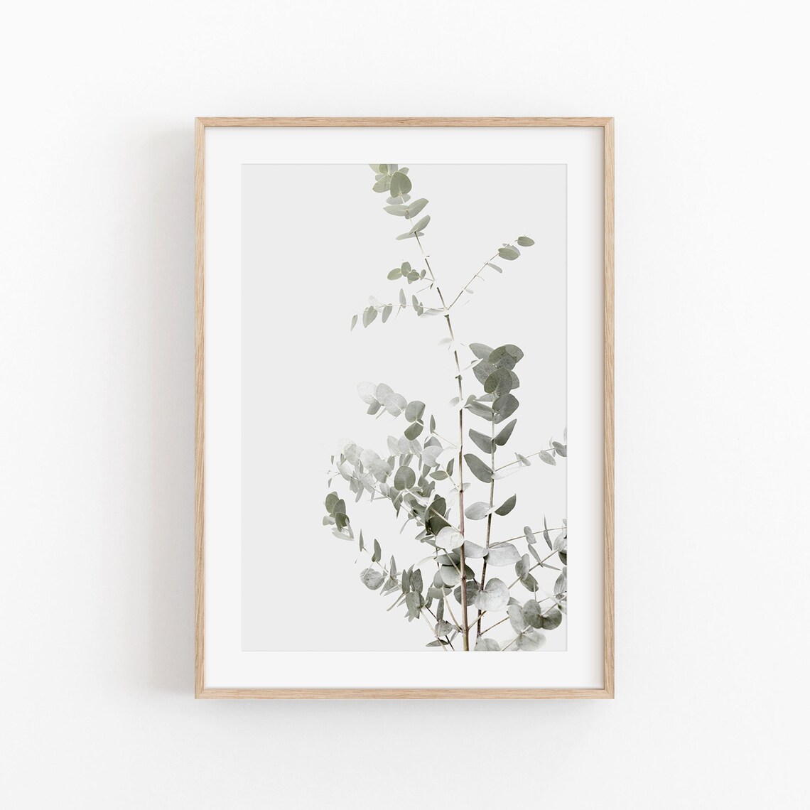 Eucalyptus Plant Photography, Modern Minimalist Art Print