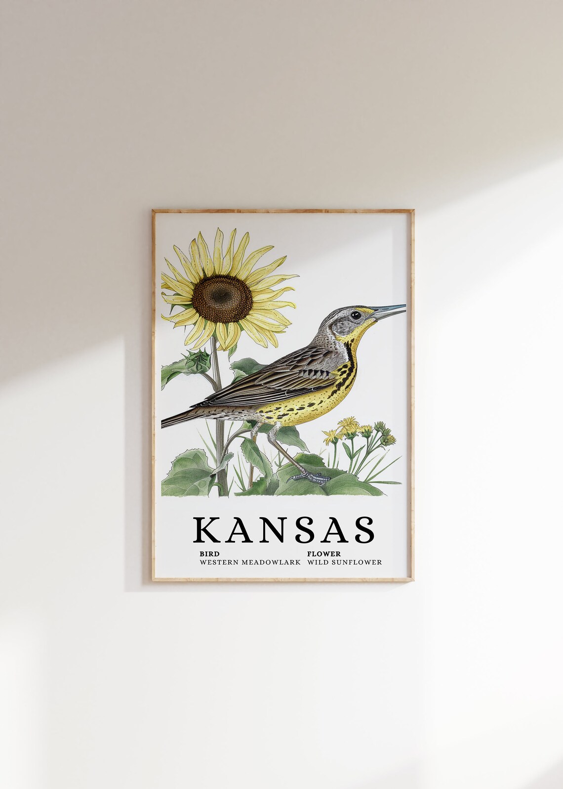 Kansas Western Meadowlark And Wild Sunflower Botanical Art Print