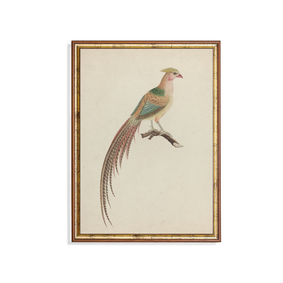 Golden Pheasant Perched on a Branch Antique Bird Study Poster