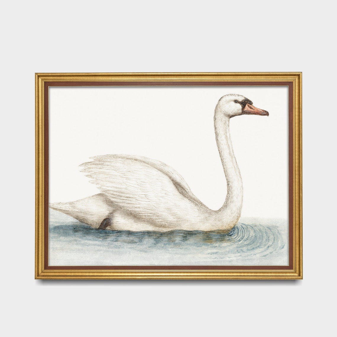 White Mute Swan Swimming Minimalist Vintage Bird Study Poster - Image 3