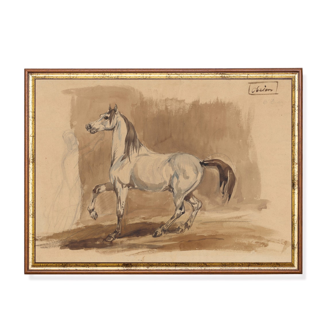Grey Arabian Horse Prancing in Watercolor Study Equestrian Poster