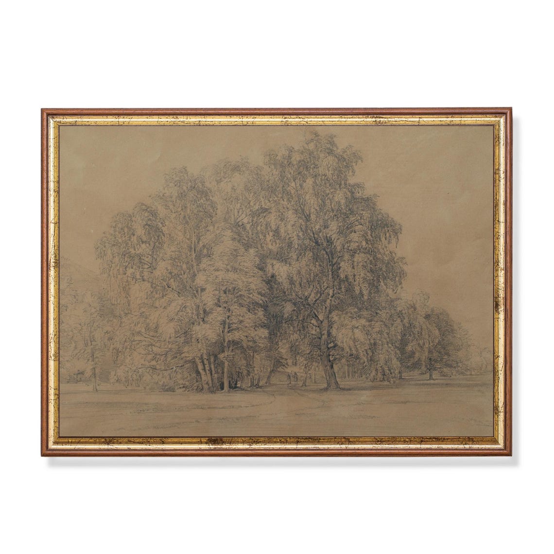 Leafy Tree Cluster Pencil Sketch Vintage Landscape Drawing Poster