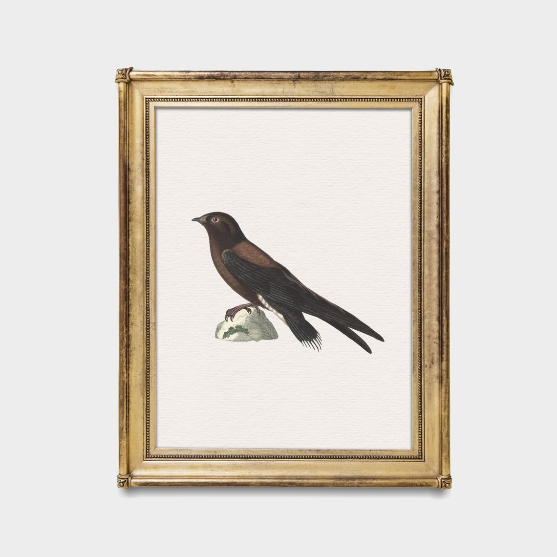 Dark Blackbird Perched on a Rock Vintage Bird Illustration Art Poster - Image 3