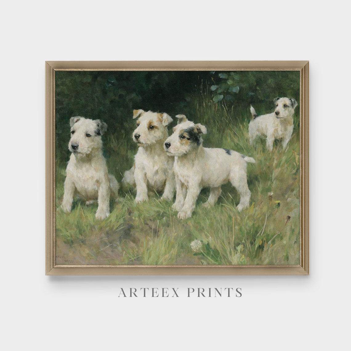 Four White Terrier Puppies Playing in a Summer Meadow Poster - Image 5