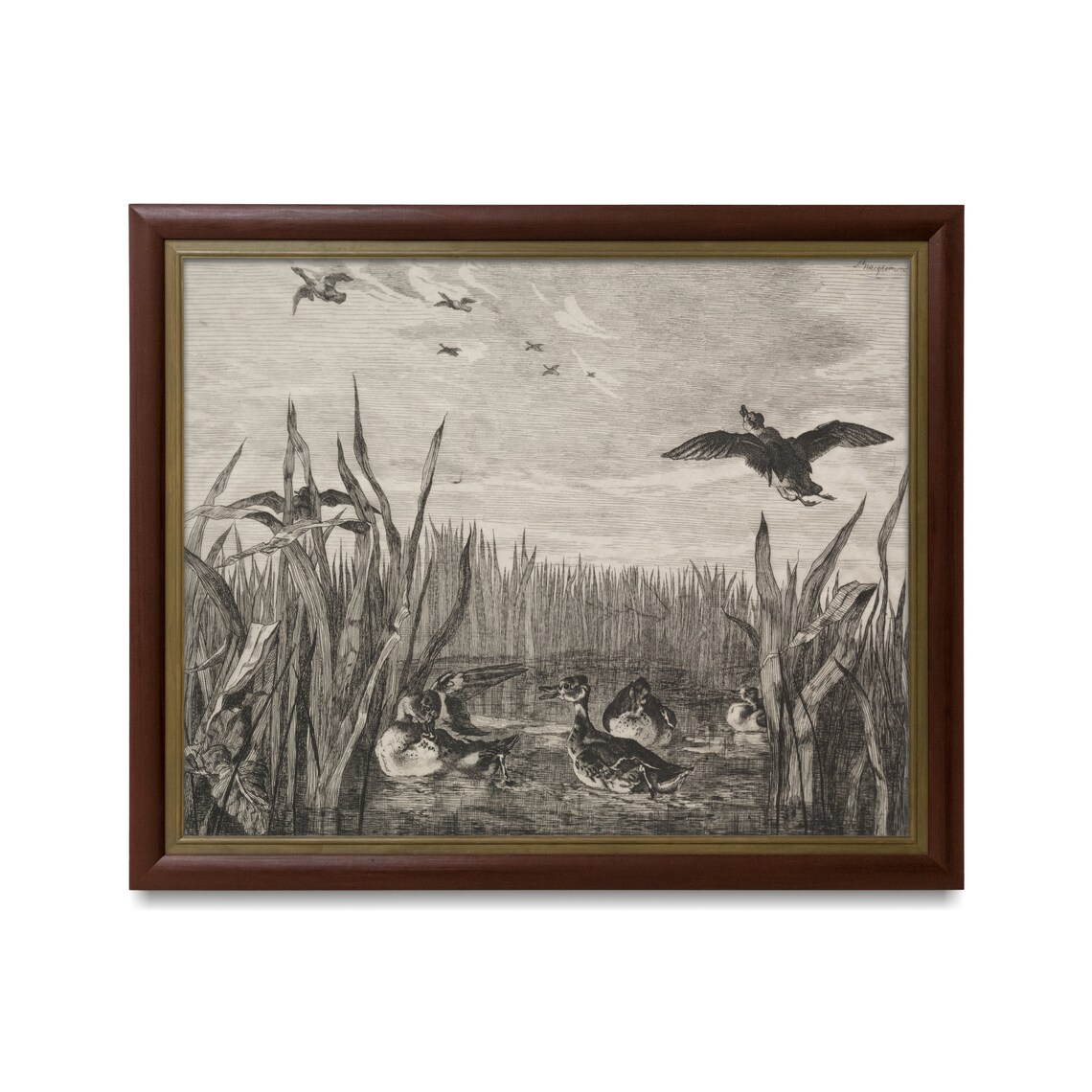 Wild Ducks Among the Reeds Antique Marshland Engraving Poster - Image 2