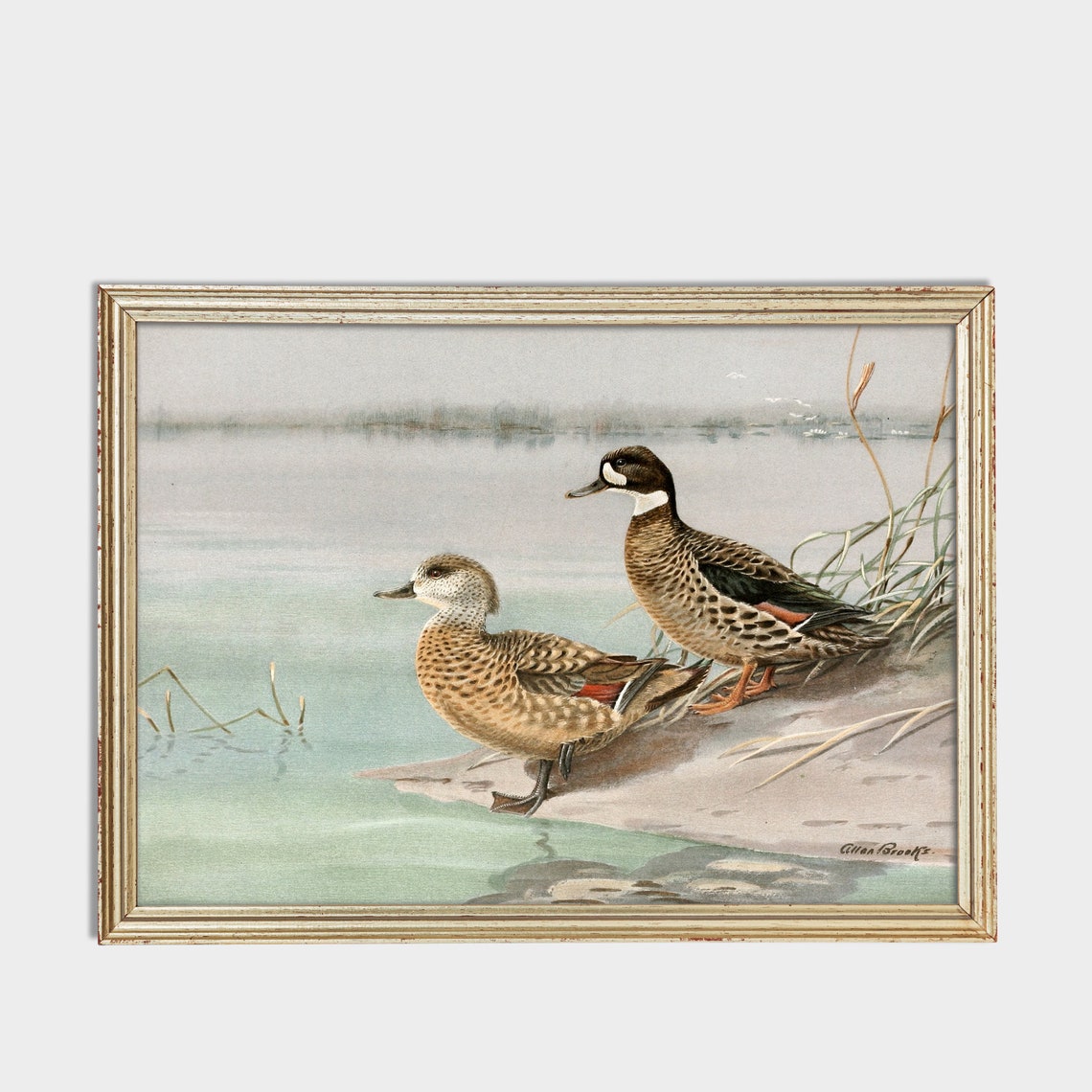 Two Spotted Ducks by the Water Vintage Allan Brooks Birds Poster - Image 3