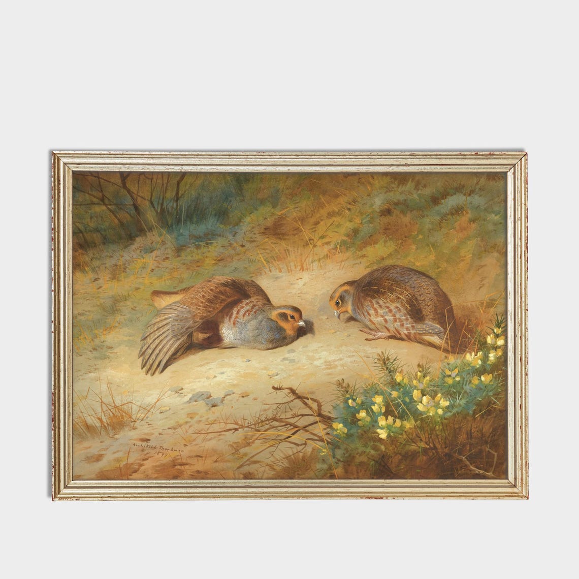 Pair Of Grey Partridges Resting In A Field Vintage Bird Poster - Image 3