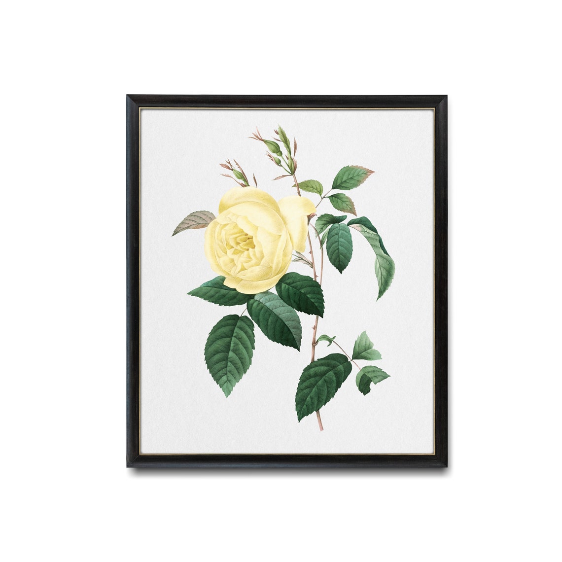 Yellow Rose Single Stem Antique Botanical Illustration Poster - Image 2
