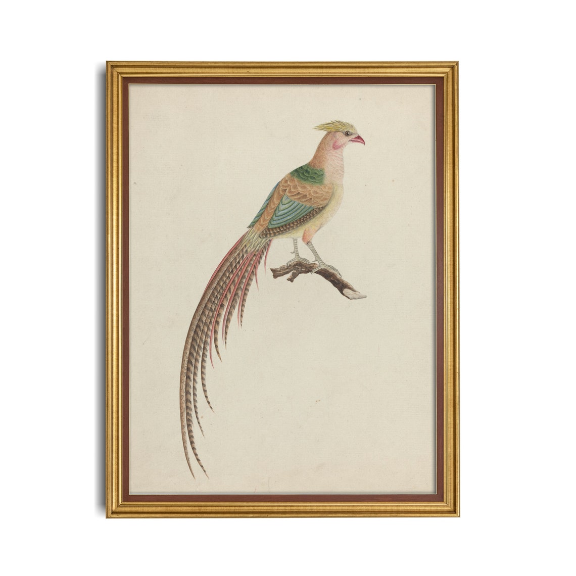 Golden Pheasant Perched on a Branch Antique Bird Study Poster - Image 3
