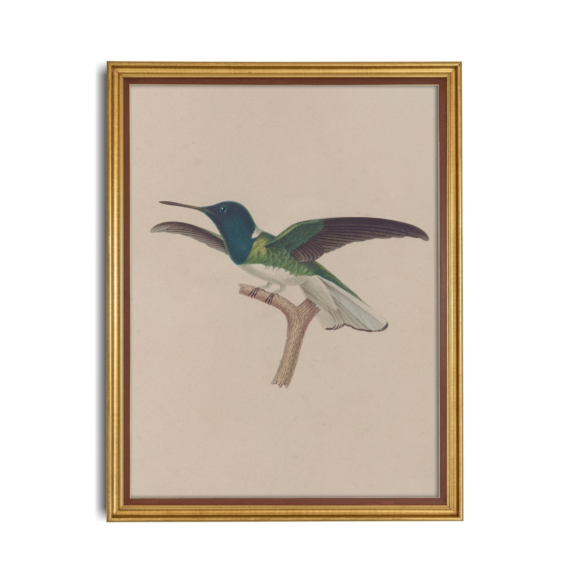 Blue Headed Hummingbird Wings Spread Vintage Bird Study Poster - Image 4