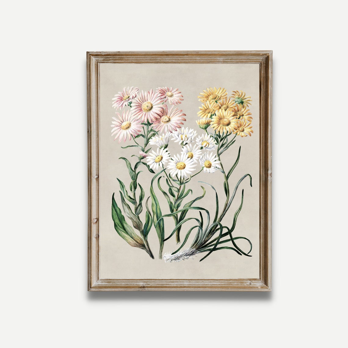 Pink Yellow and White Daisies Antique Botanical Study Framed Print