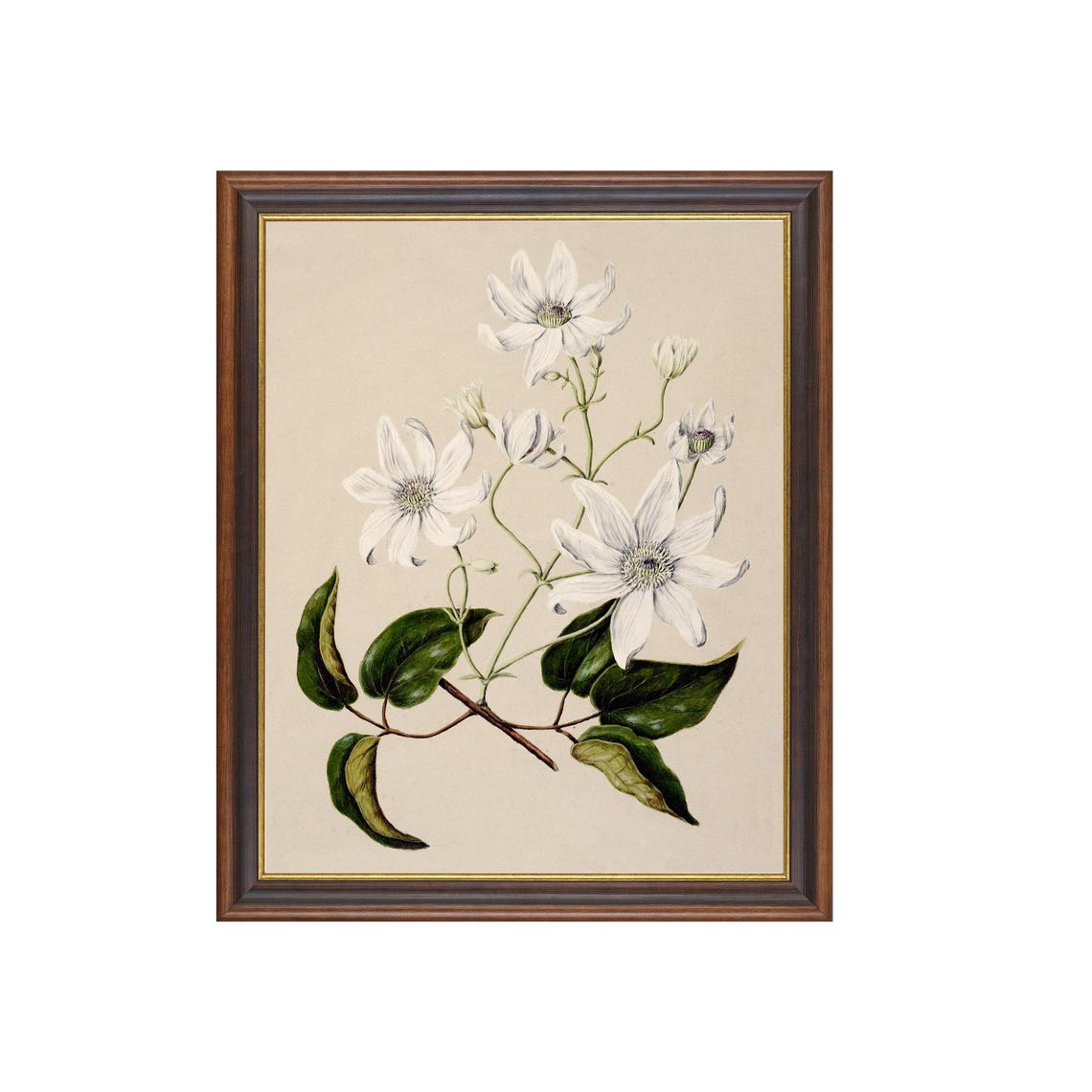 Elegant White Clematis Vintage Botanical Floral Illustration Poster - Image 4