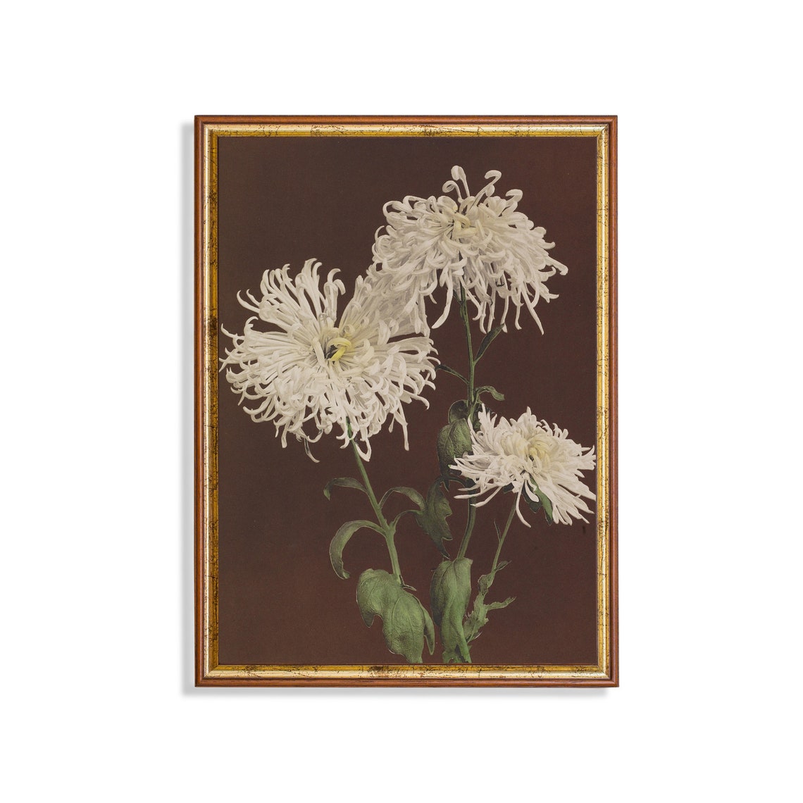 Three White Chrysanthemum Blossoms Vintage Botanical Study Poster