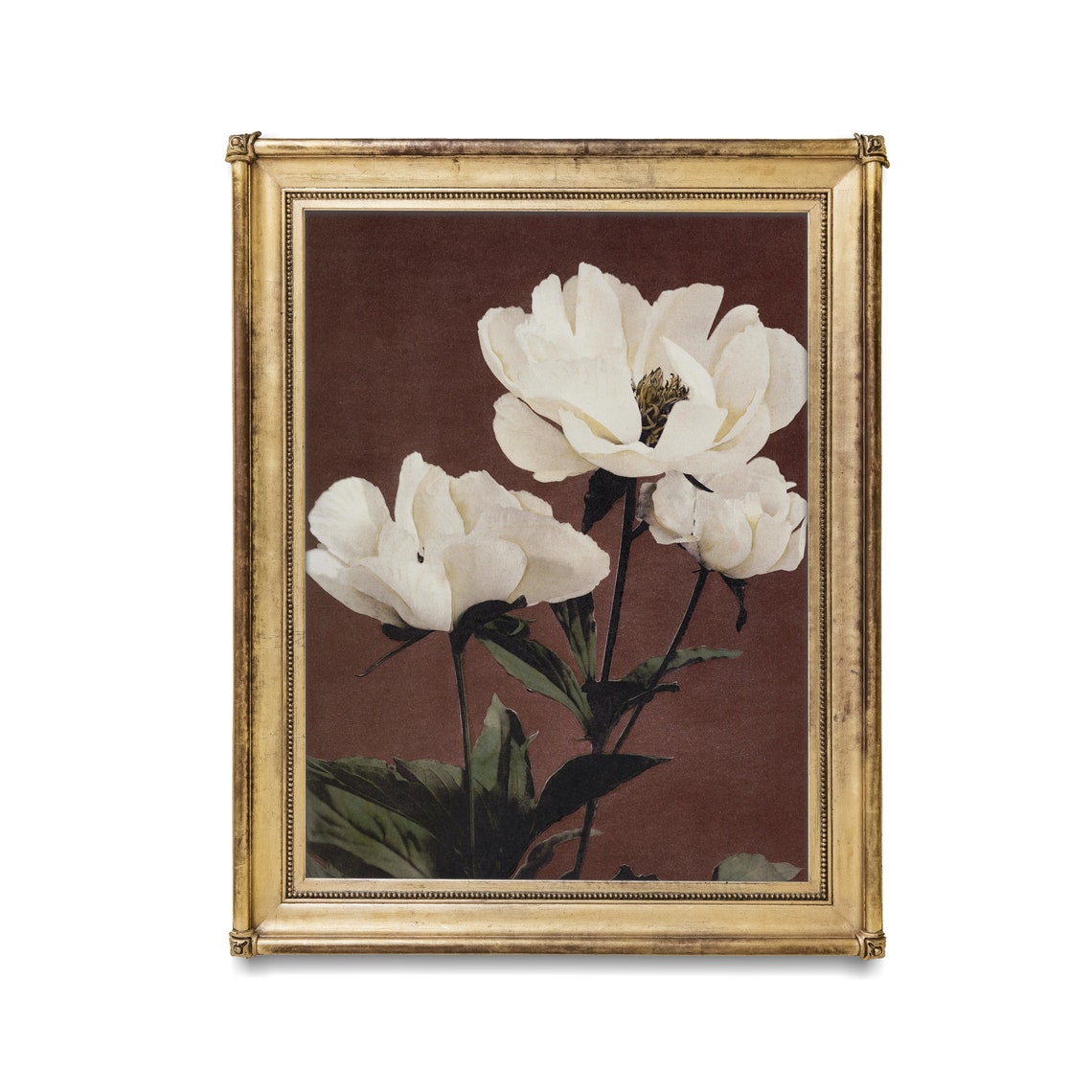 Lush White Peonies Blooming on a Deep Burgundy Backdrop Poster - Image 2