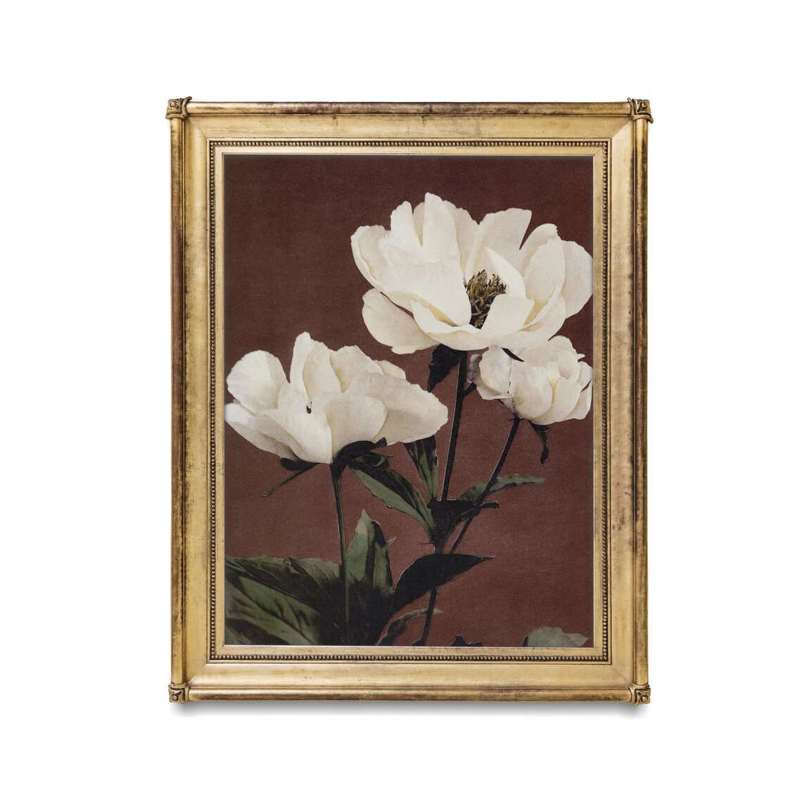 White Peony Flowers on Dark Brown Vintage Botanical Wall Art - Image 2