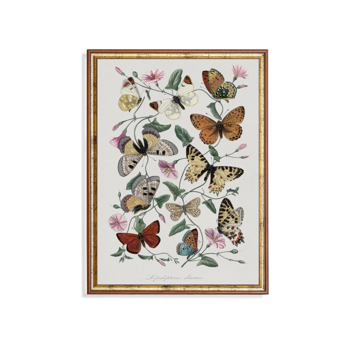 Antique Lepidoptera Butterfly Plate With Wildflowers Art Poster