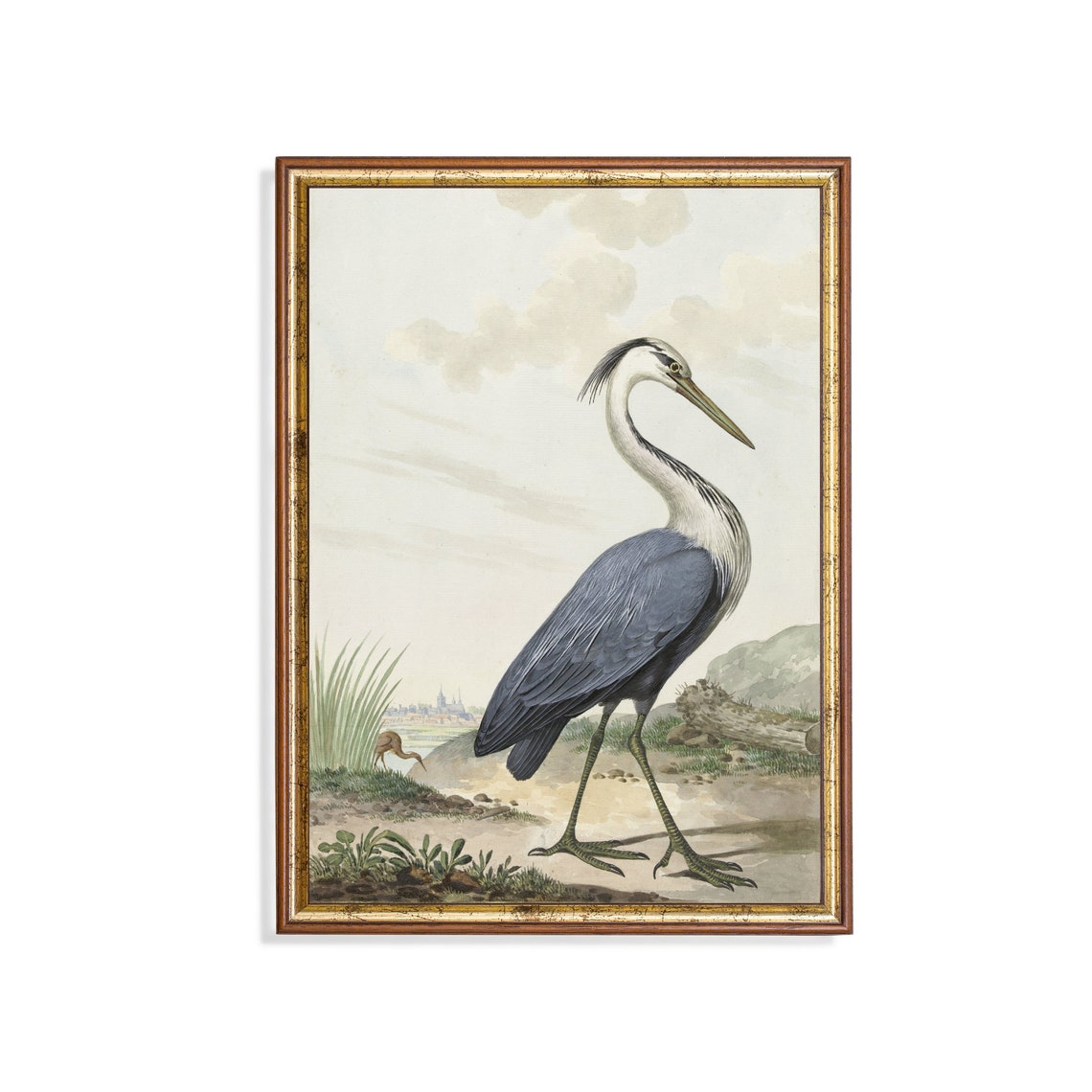Blue Heron in Wetlands Vintage Natural History Bird Study Poster