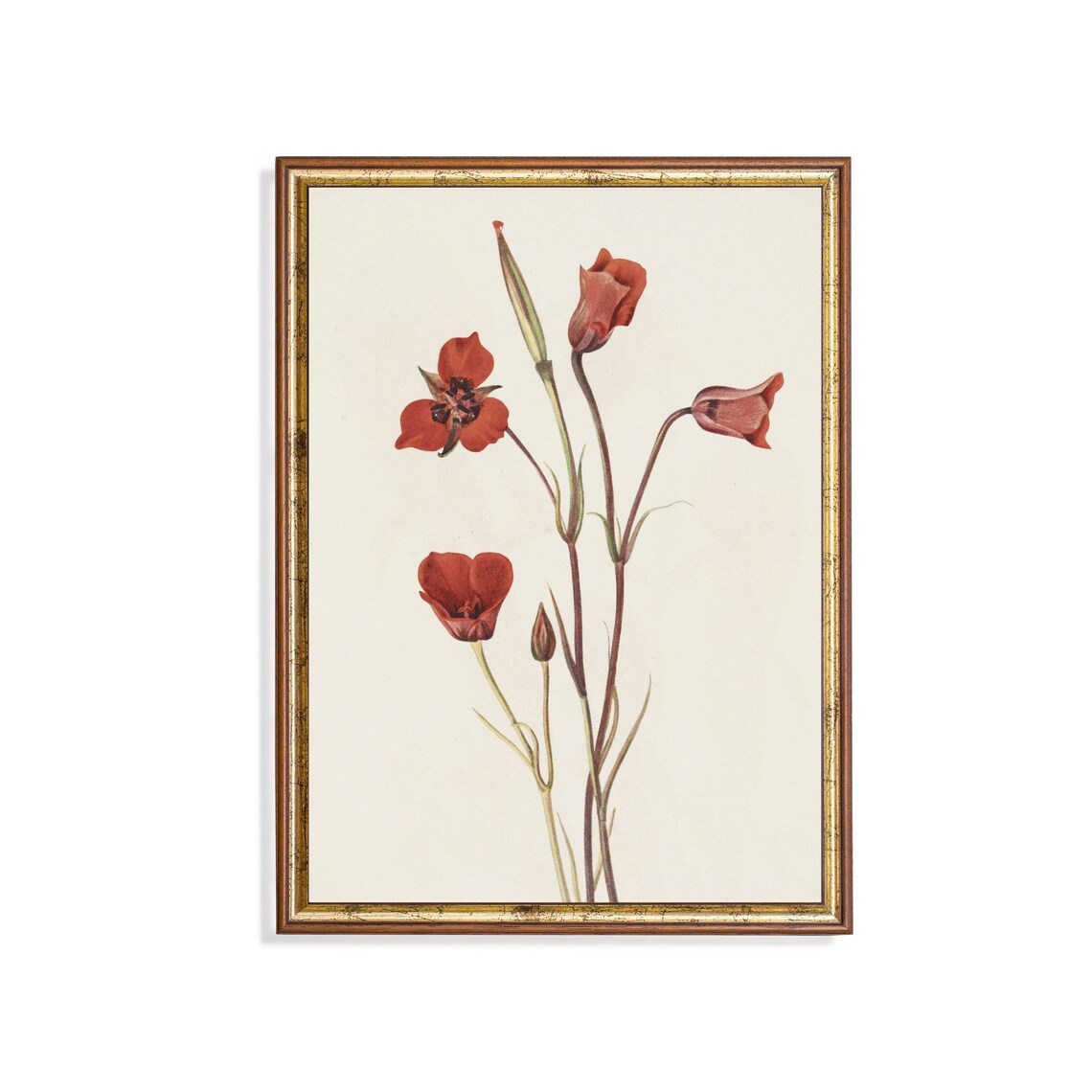 Vintage Red Wildflower Botanical Illustration Cream Style Poster
