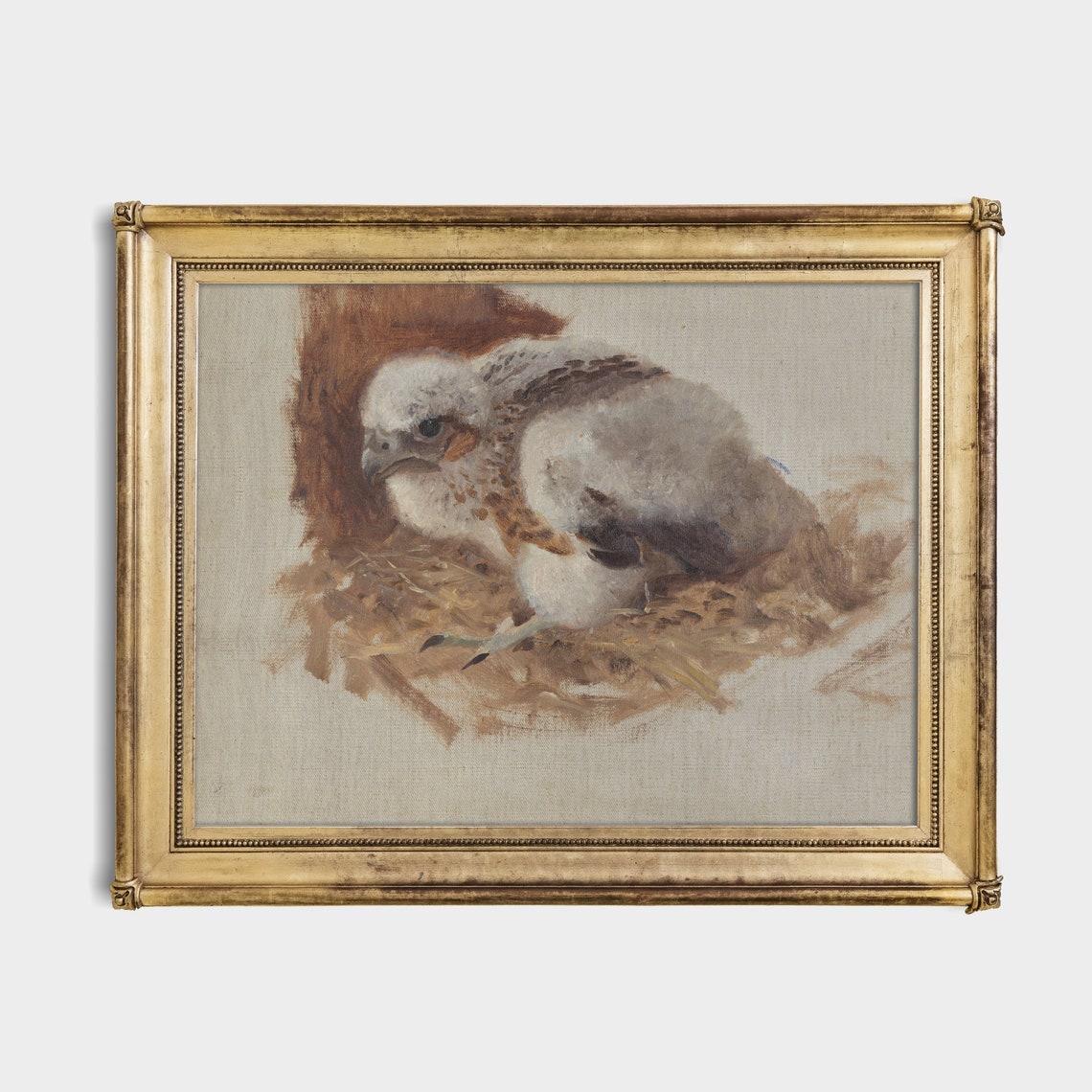 Baby Hawk Chick Study On Neutral Ground Vintage Bird Painting Poster - Image 2