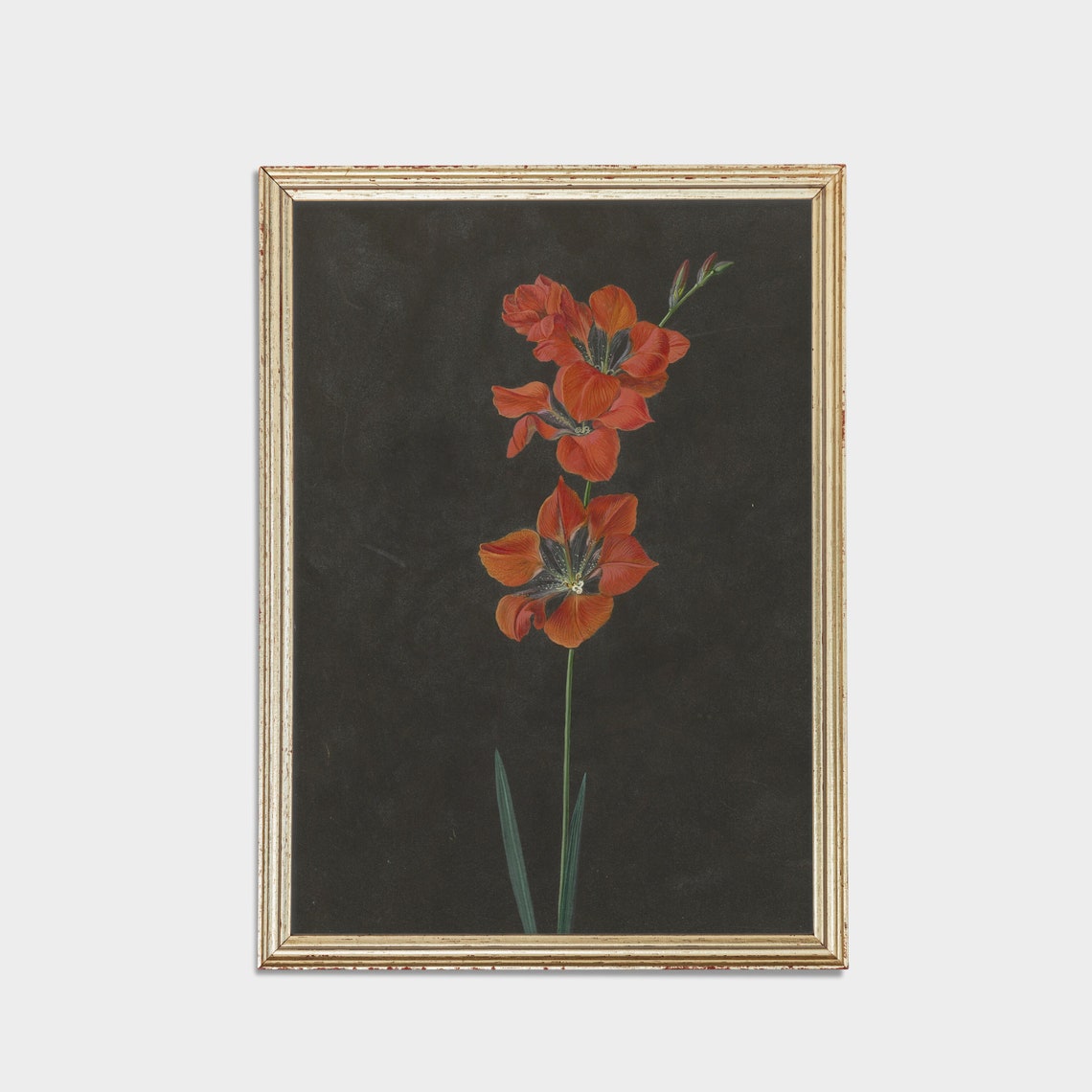 Red Gladiolus Stem Botanical Study on Black Antique Floral Poster - Image 2