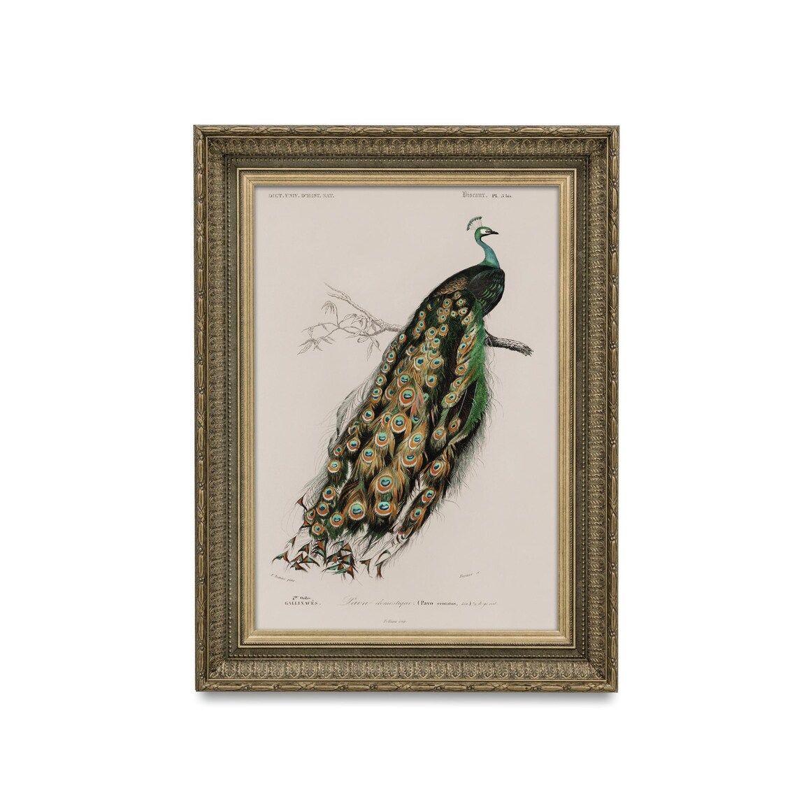 Indian Peacock on a Branch French Natural History Engraving Poster - Image 2