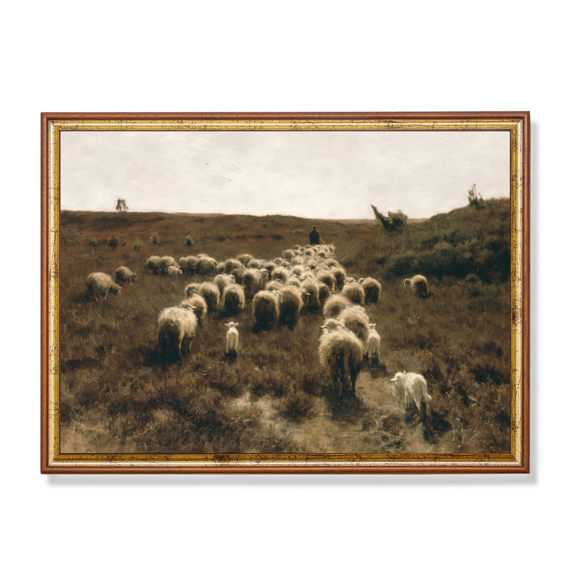 Shepherd Leading Sheep Across a Heather Moorland Heath Poster
