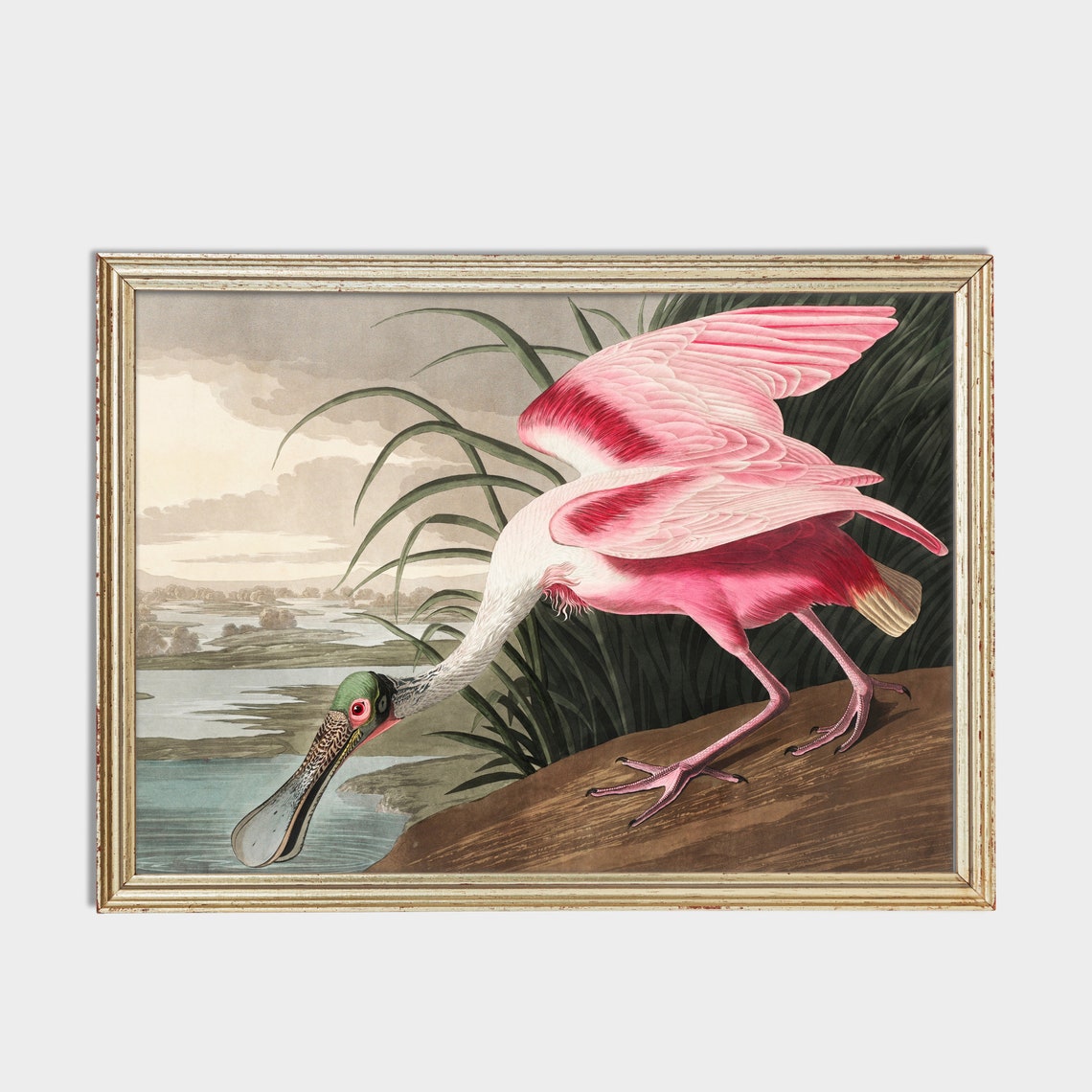 Roseate Spoonbill Wading at the Water's Edge Vintage Bird Poster - Image 3