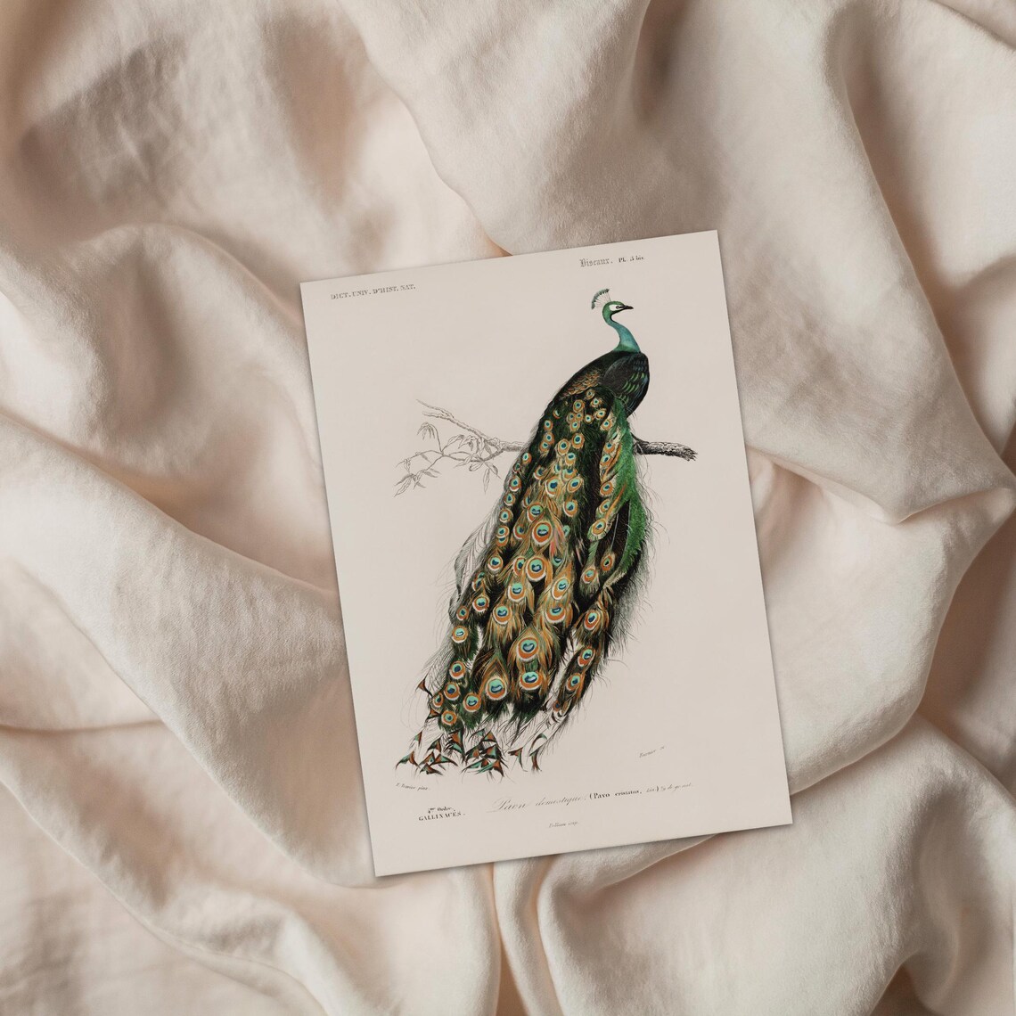 Indian Peacock on a Branch French Natural History Engraving Poster - Image 4