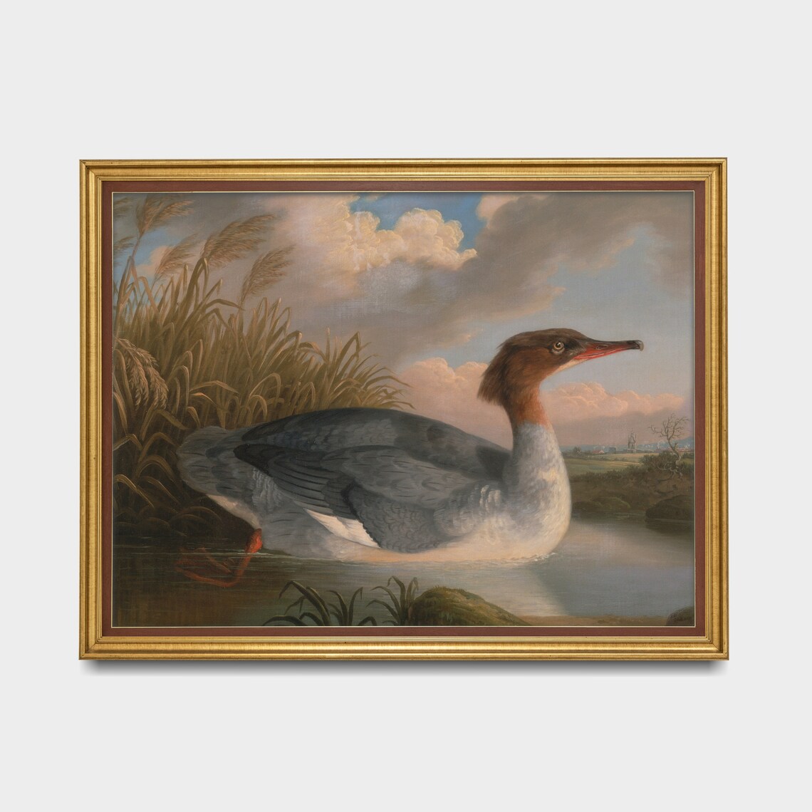 Female Goosander Swimming Among Reeds Vintage Bird Art Poster - Image 3