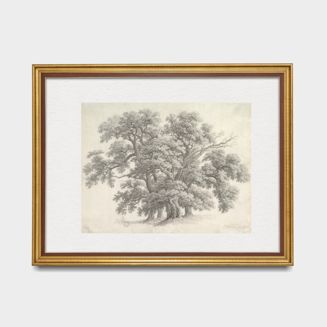 Old Oak Trees Pencil Sketch Antique Botanical Tree Drawing Wall Art - Image 5