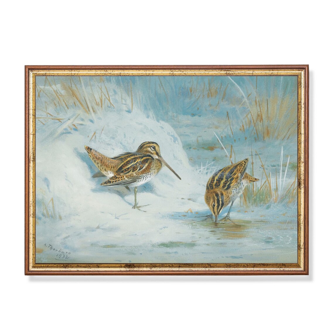 Pair Of Snipe In A Snowy Winter Stream Bird Painting Vintage Poster