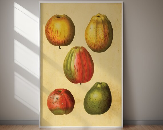 Five Vintage Botanical Apples and Pears Fruit Study Wall Poster