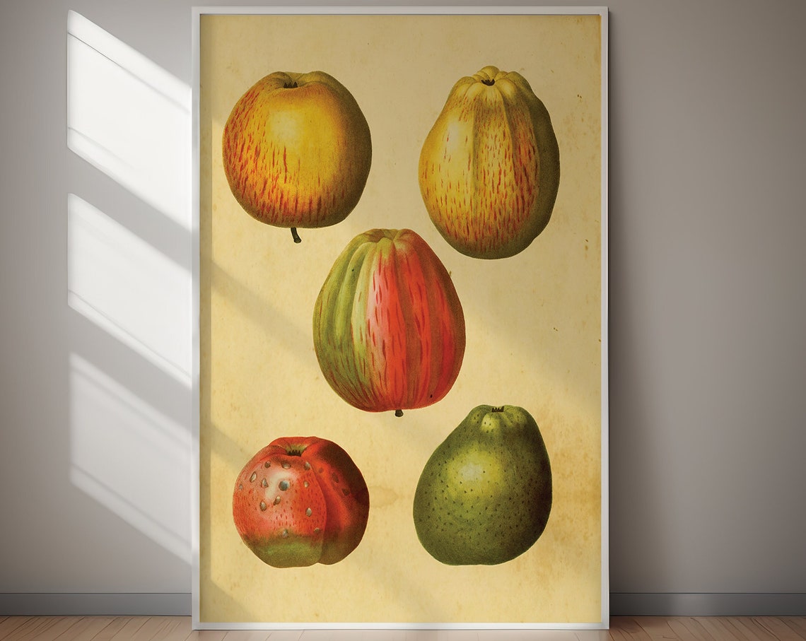 Five Vintage Botanical Apples and Pears Fruit Study Wall Poster