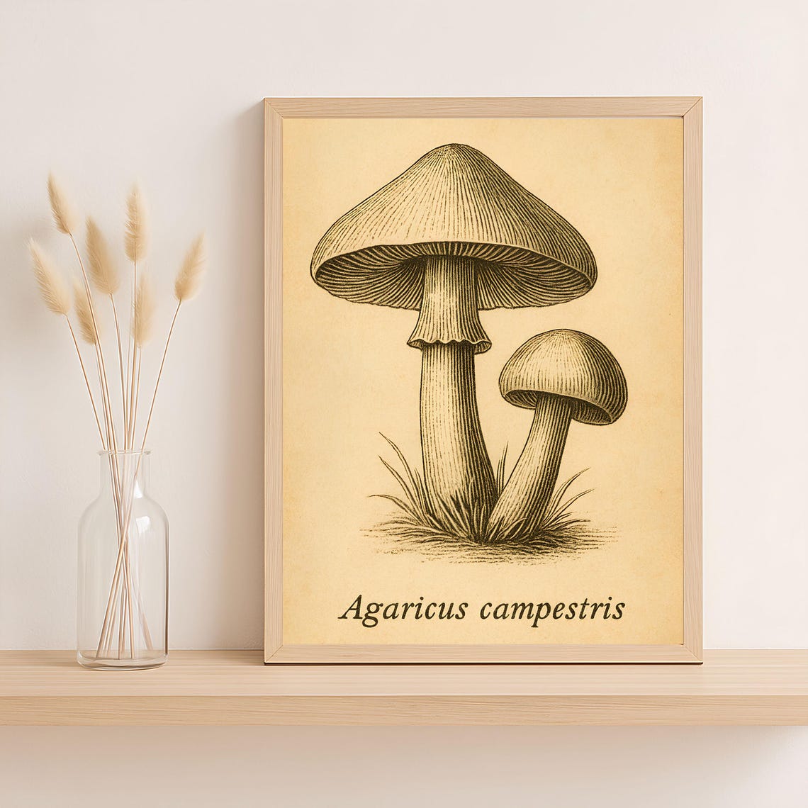 Agaricus Campestris Print Vintage Mushroom Illustration Botanical Foraging Wall Art Mycology Png