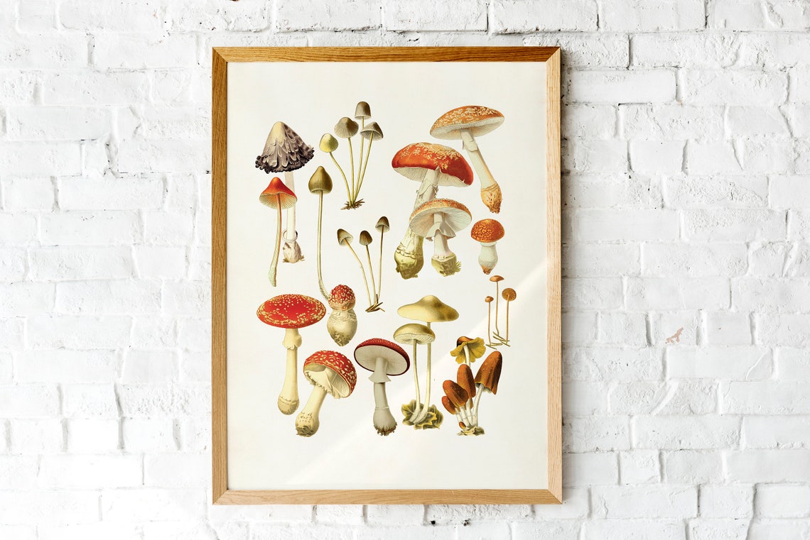 Vintage Mushroom Identification Chart Fly Agaric Mycology Poster
