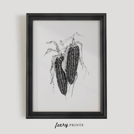 Black Heirloom Corn Ears Ink Botanical Vintage Illustration Poster
