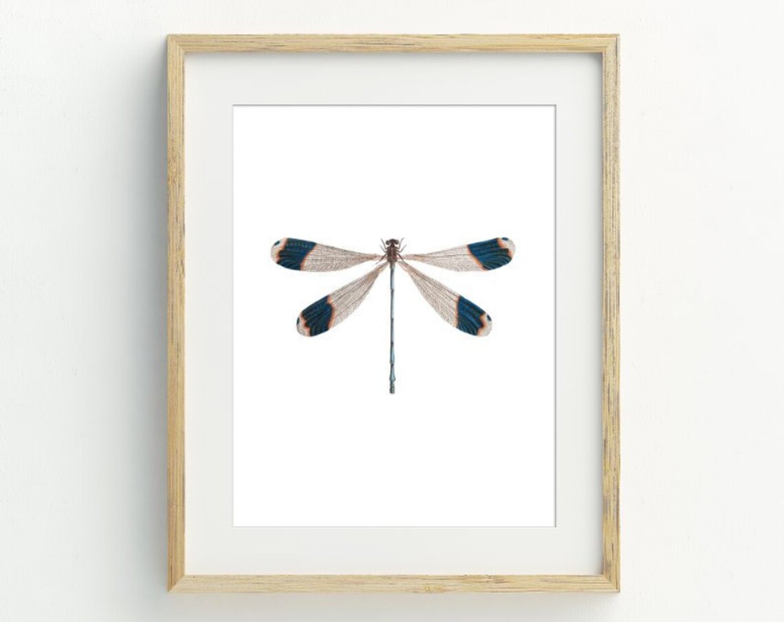 Dragonfly Vintage Illustration Blue Winged Insect Botanical Nature Art Print