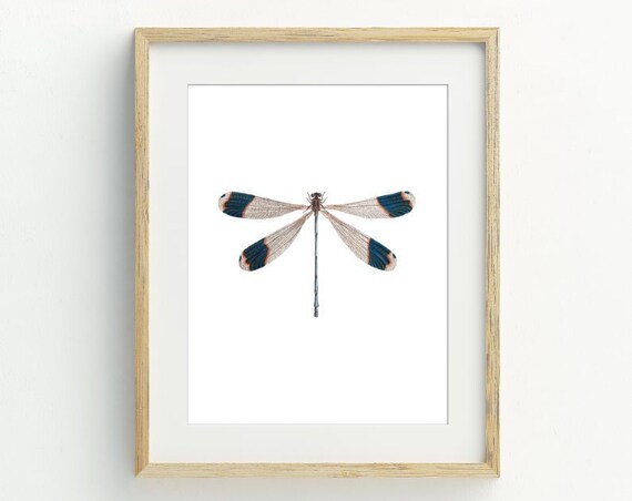 Dragonfly Dragonfly Wall Art Print Minimalist Home Vintage Dragonfly Print 5x7 8x10 11x14