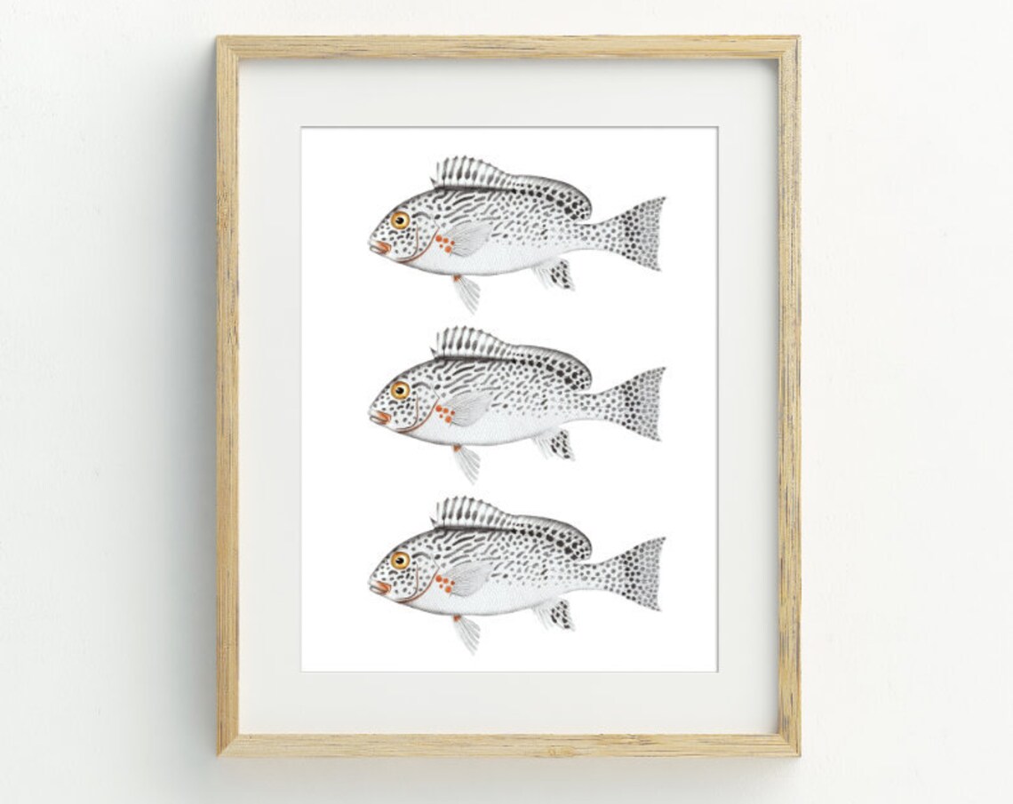 Fish Coastal Decor, Nautical Beach Art Print