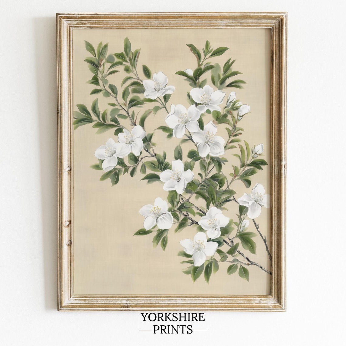White Jasmine Blossoms Botanical Drawing Neutral Minimalist Poster
