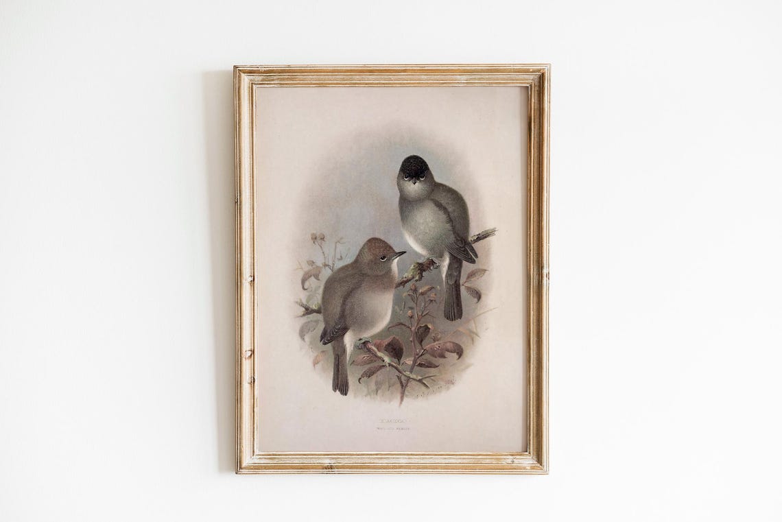Vintage Songbird Pair Perched On Branch Classic Ornithology Art Poster - Image 2