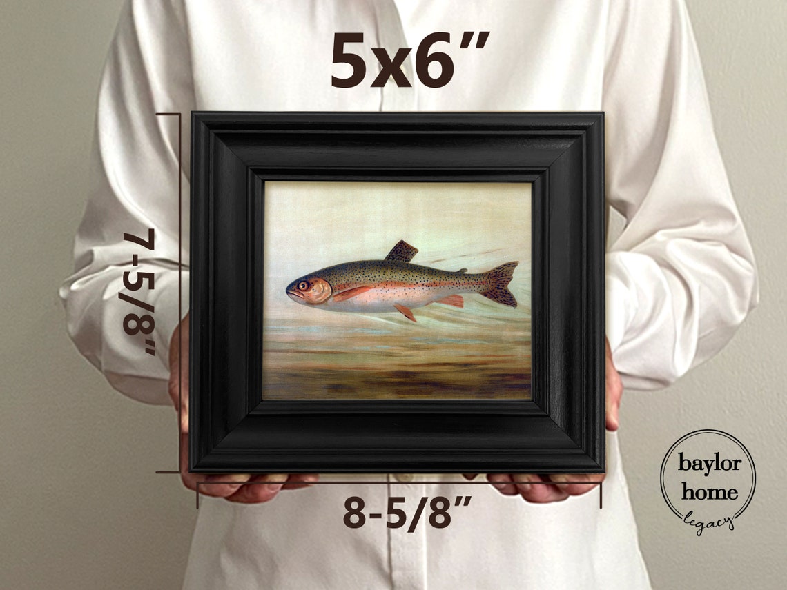 Framed Rainbow Trout Painting Print On Vintage Trout Print On Framed In Black Frame - Image 5