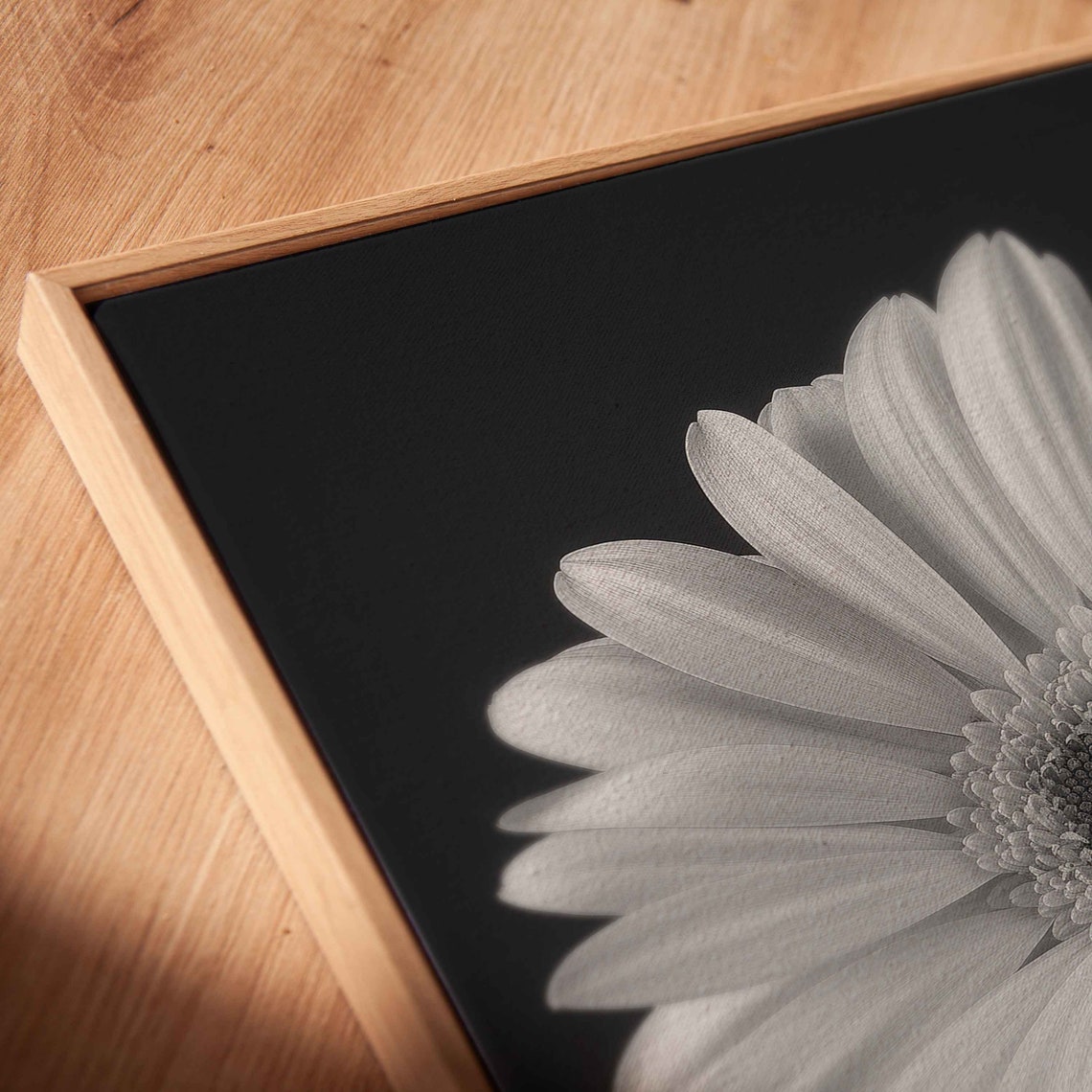 Monochrome Daisy Close Up White Flower Black Background Art Print - Image 2